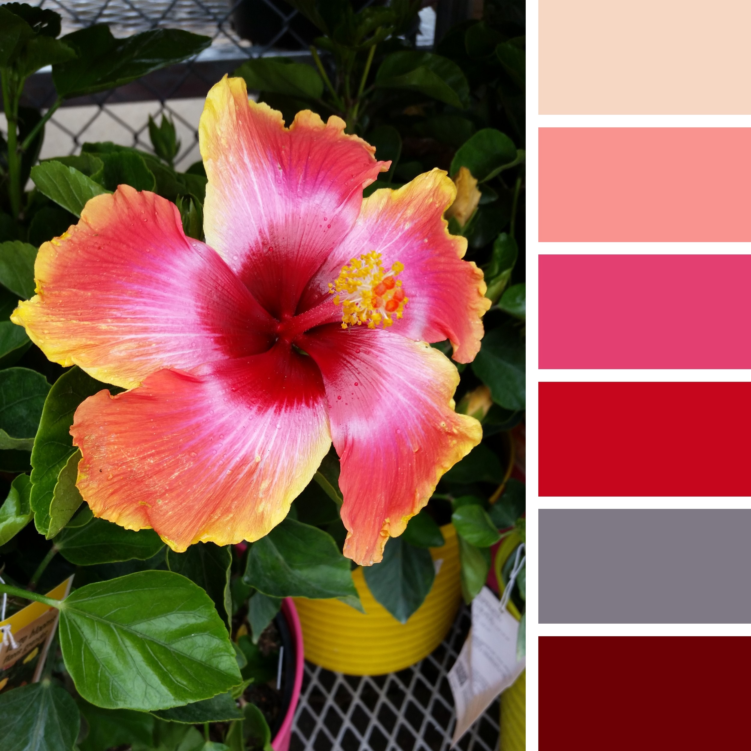 Valerie Lorraine Artworks Summer palette for a summer art show